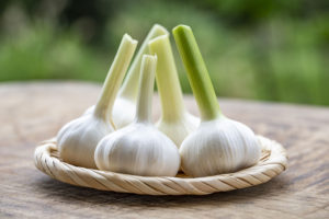 天然の抗生物質