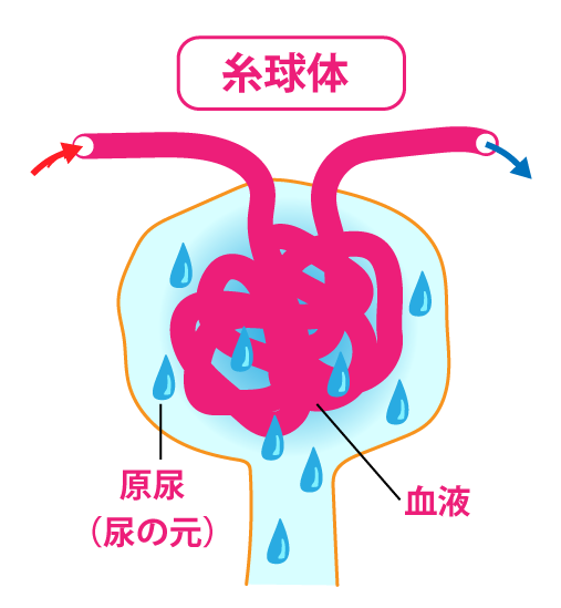 糸球体(毛細血管の塊)
