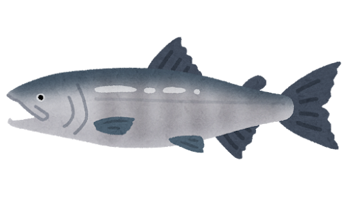 サケ(鮭)は、とくに脂が多い魚です。