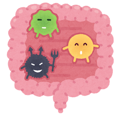 免疫細胞の約7割が腸に存在しています「腸は最大の免疫器官」