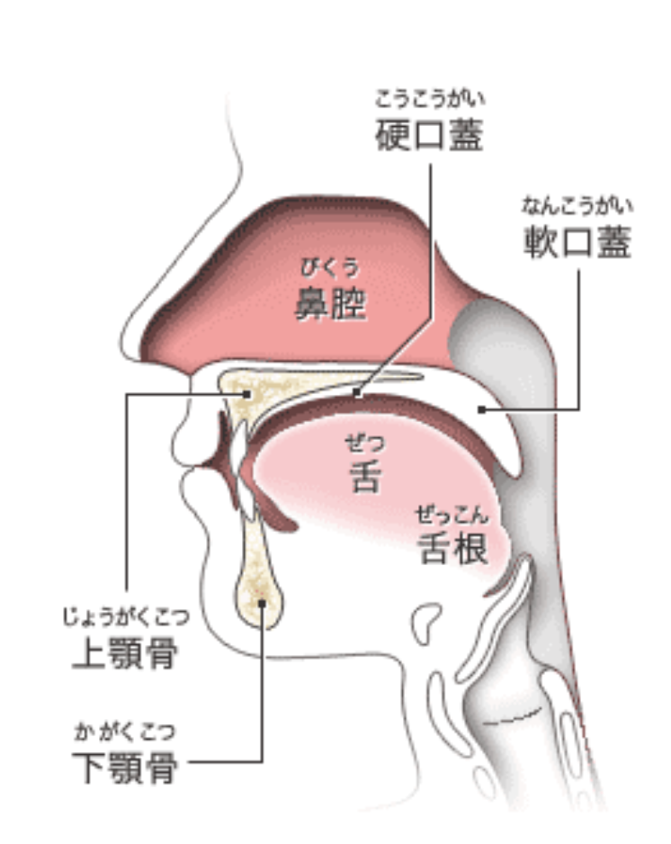 硬口蓋(こうこうがい)
口の天井の硬い部分